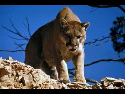 Ep. 134_ Hunter S. Thompson Fights a Mountain Lion!