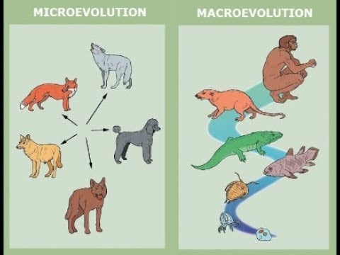 EXPOSING FALSE TEACHINGS: Rachel Oates, "Microevolution vs. Macroevolution"
