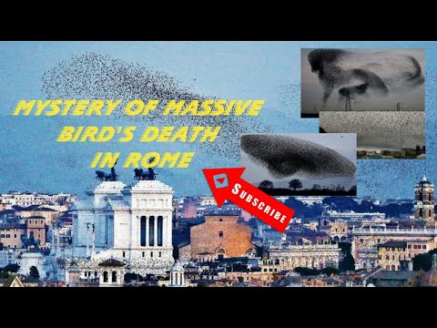 Mystery of Massive Bird's DEATH in Rome