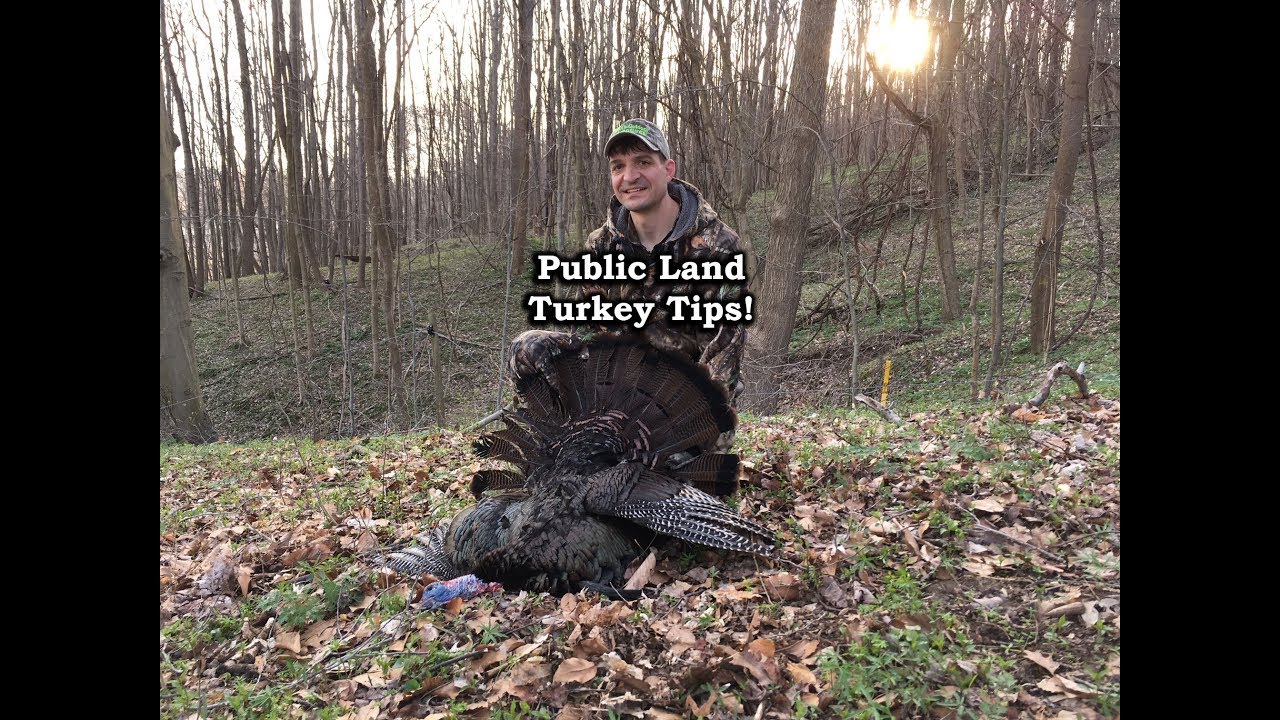 Turkey Hunting Tips for Public Land