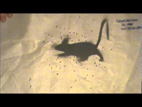 Testing .22 Rat-Shot Ammunition