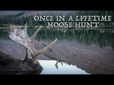 Utah Moose Hunt | Once in a lifetime