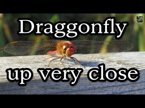 Draggonfly up very close HD