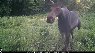 Cuteness Factor 10 — Calf Moose Testing Momma's Patience