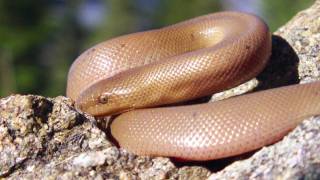 Rubber Boa Snake in Northern Utah