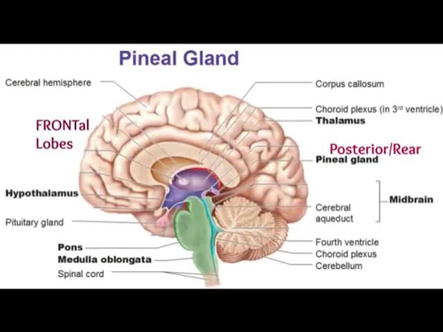 AWAKENING THE PINEAL GLAND (PROPERLY).