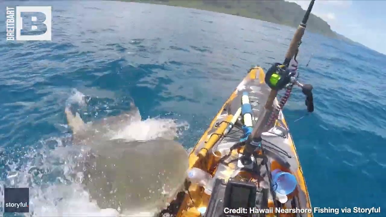JAWS! Massive Tiger Shark BITES KAYAK Off Hawaiian Coast