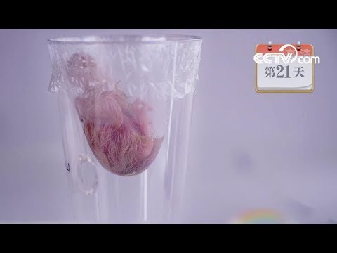 China's first chick hatched without an eggshell | CCTV English