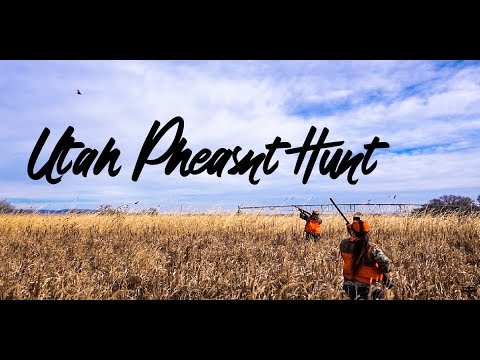 Utah Pheasant Hunting | Pleasant Valley Hunting Preserve