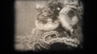 Moray eel v Octopus