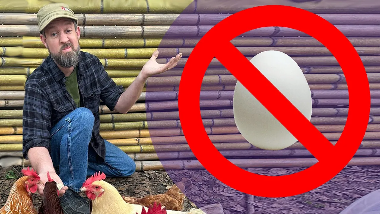 Chickens Not Laying Eggs CONSPIRACY?! Check These 6 Things!