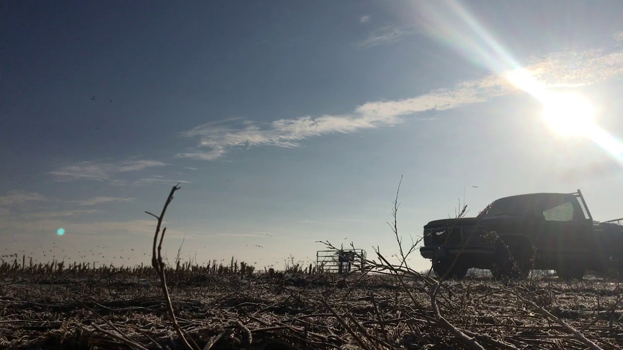 Snow Goose Jump Shoot (Spring 2018)