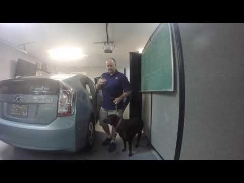 Central Florida Service Dog Training - Sade - Phase 1 - Vehicle Success