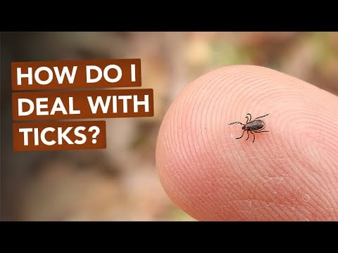 How Do I Deal With Ticks?