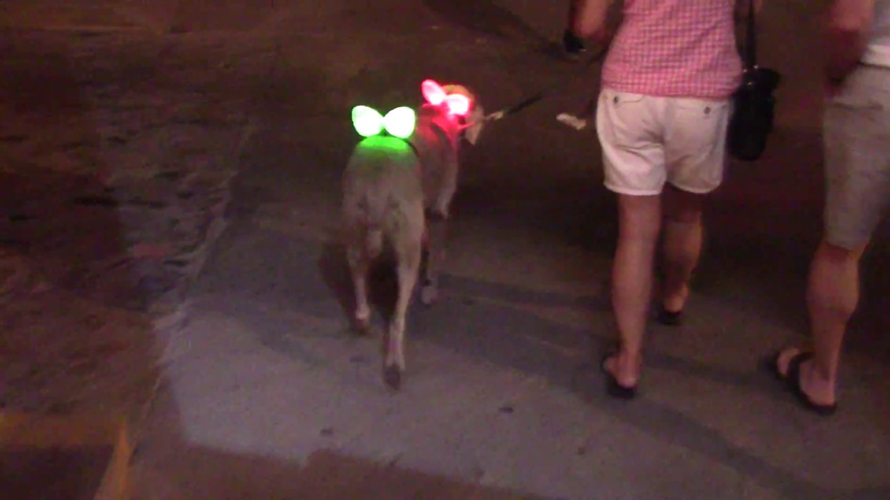Flashing Dog In mexico
