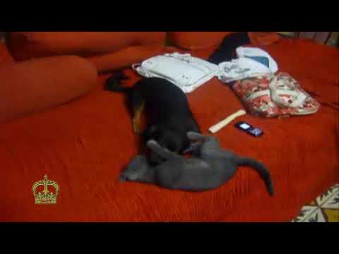 Small dog vs grey cat