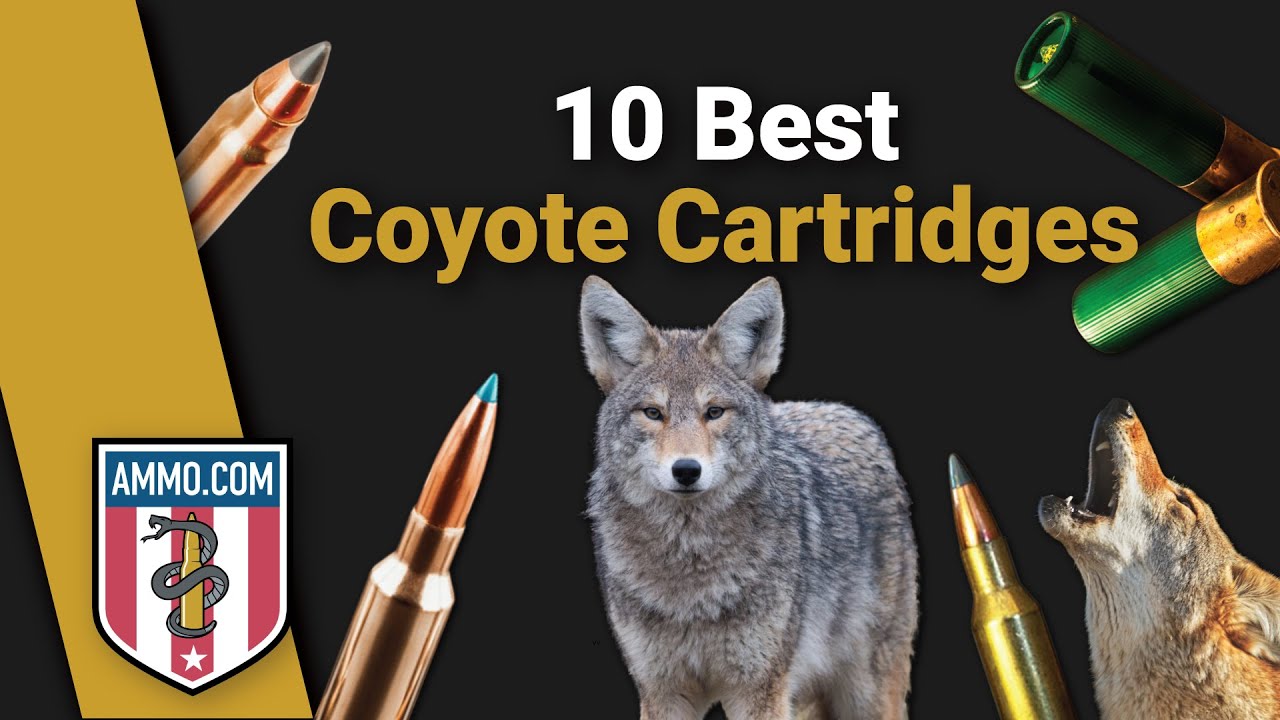 The 10 Best Coyote Hunting Cartridges