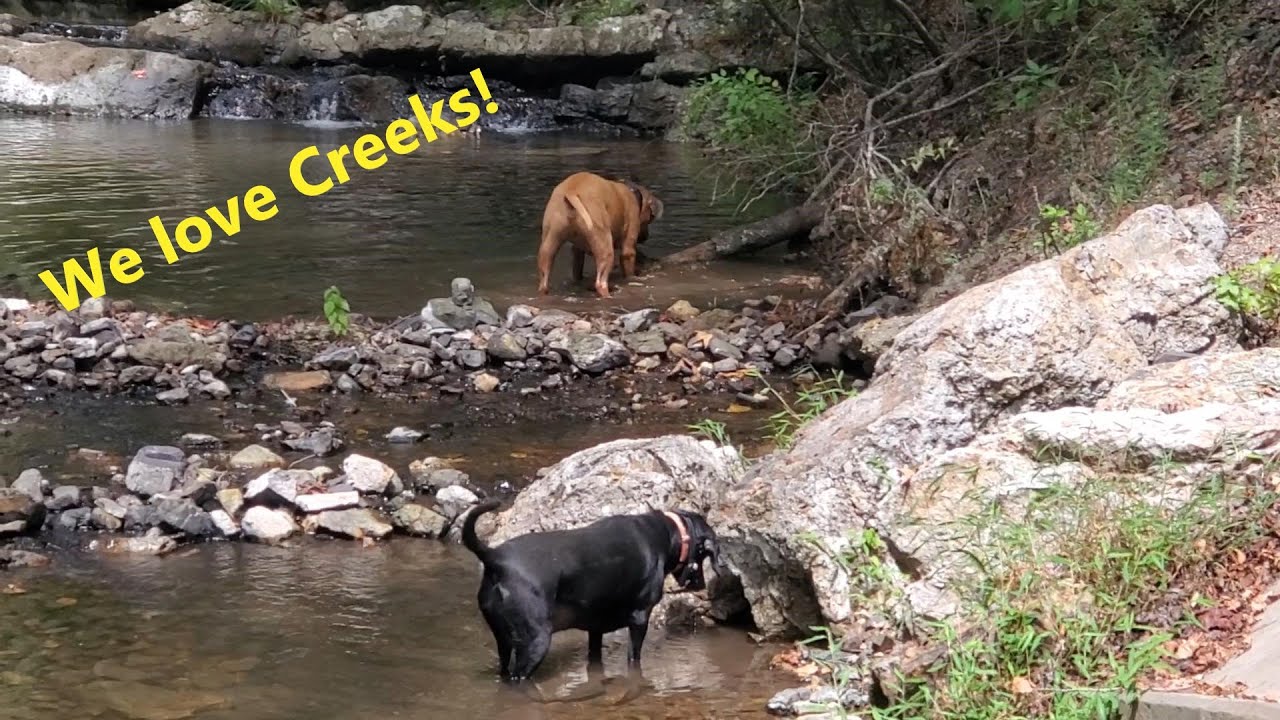 Exploring With Moose and Mindy - #4 We Love Creeks