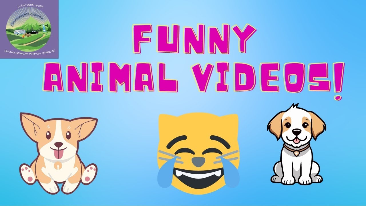 Video of Hilarious animals!