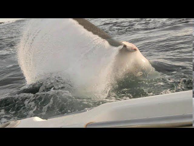 Great White Shark attacks boat in Tasmania, Australia. Original Footage