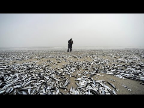 Mass death of fish on the shores of Lake Sarmiento Muster, Argentina