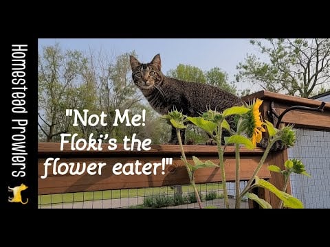 Please Don't Eat The Flowers!