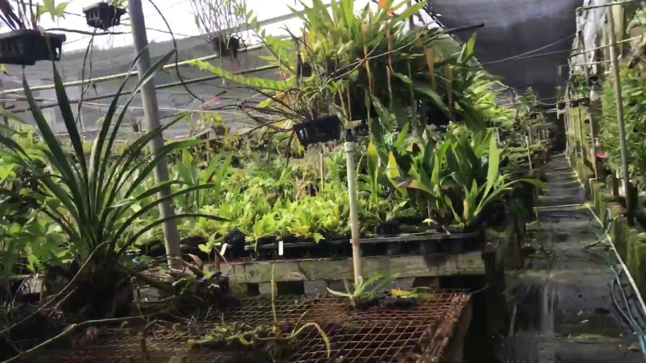 Amazing Colorful Plants in Hawaiian Greenhouse