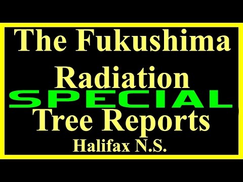 Birdseye SPECIAL Report of Holes in tree over three years since Fukushima