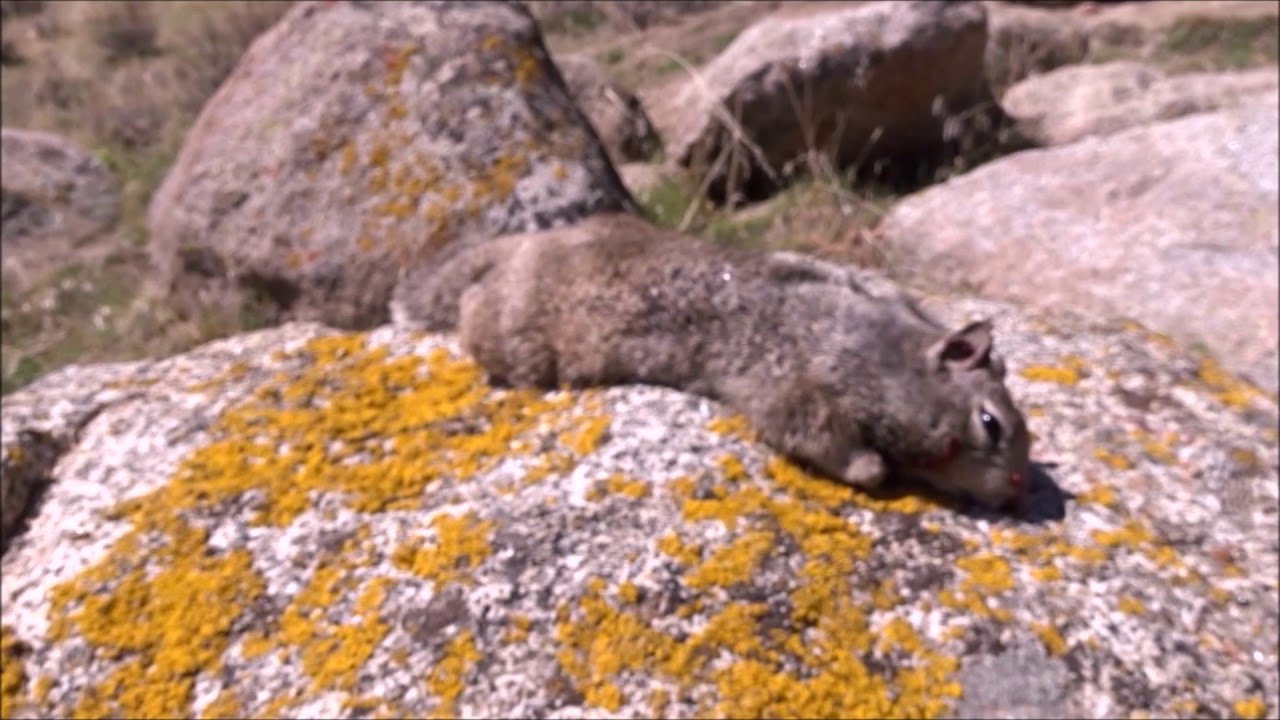 Air Rifle Ground Squirrel Hunting (Narrated)