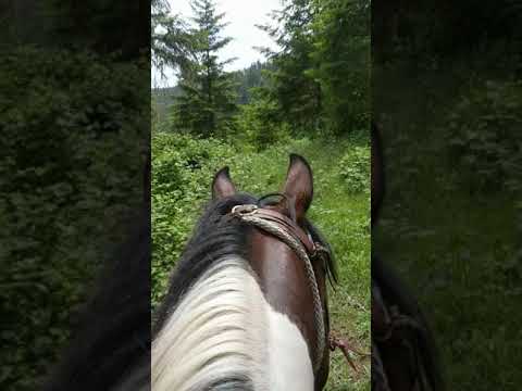 Riding Easy Trail With Kai horse & Sherlock dog