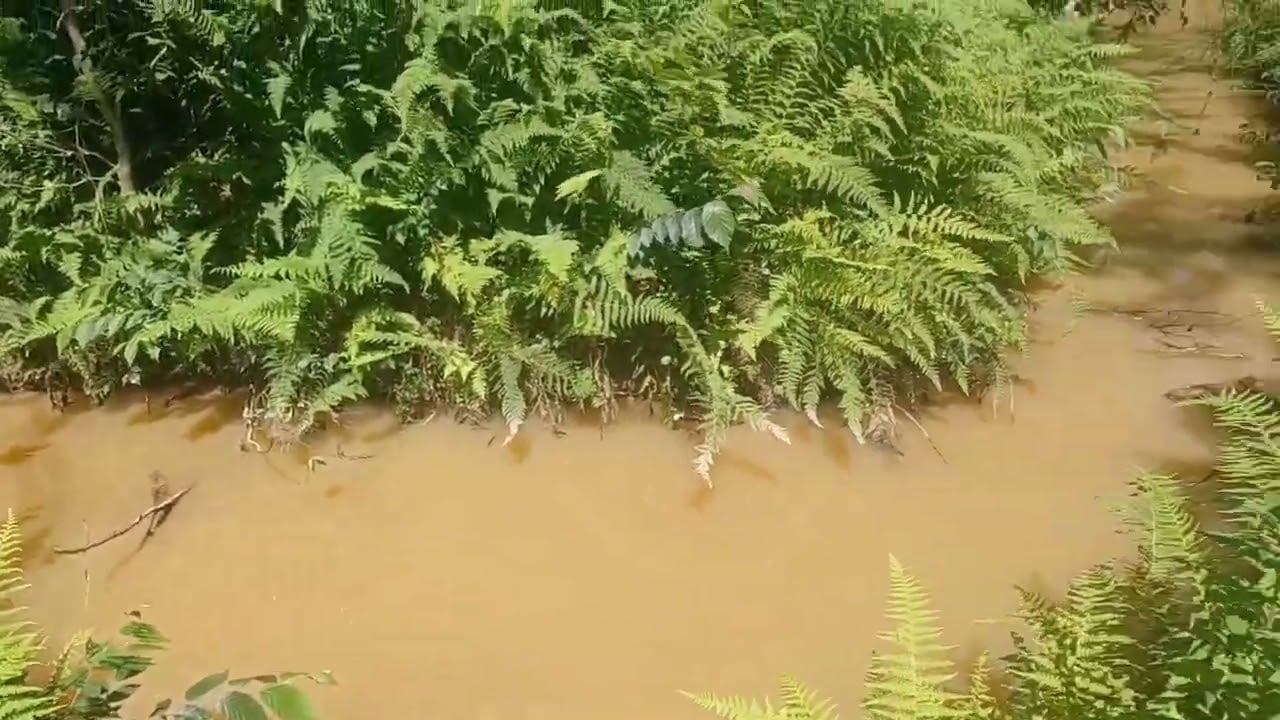 Baby Fish hatched in the mud pond