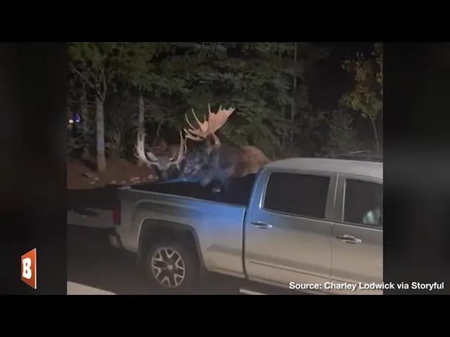 Will Those Dents Buff Out? — Two Bull Moose CLASH, SMASH into Parked Cars on Driveway