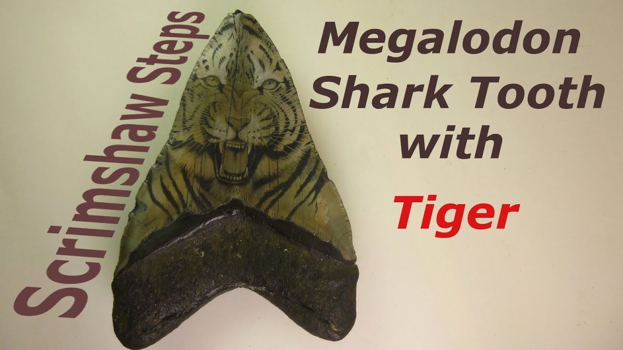 Scrimshaw Steps by Adams - Tiger on Megalodon Shark Tooth