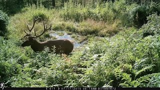 7x8 Bull Elk in Full HD Trail Camera