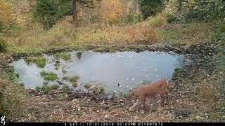 Mountain Lion Minutes Behind a Mule Deer Caught on Trail Camera