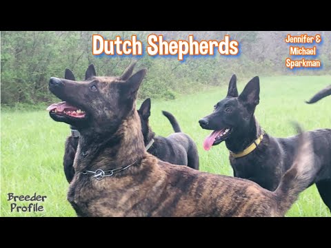 Breeder Profile 009: Dutch Shepherds - Jennifer & Michael Sparkman (part 1)