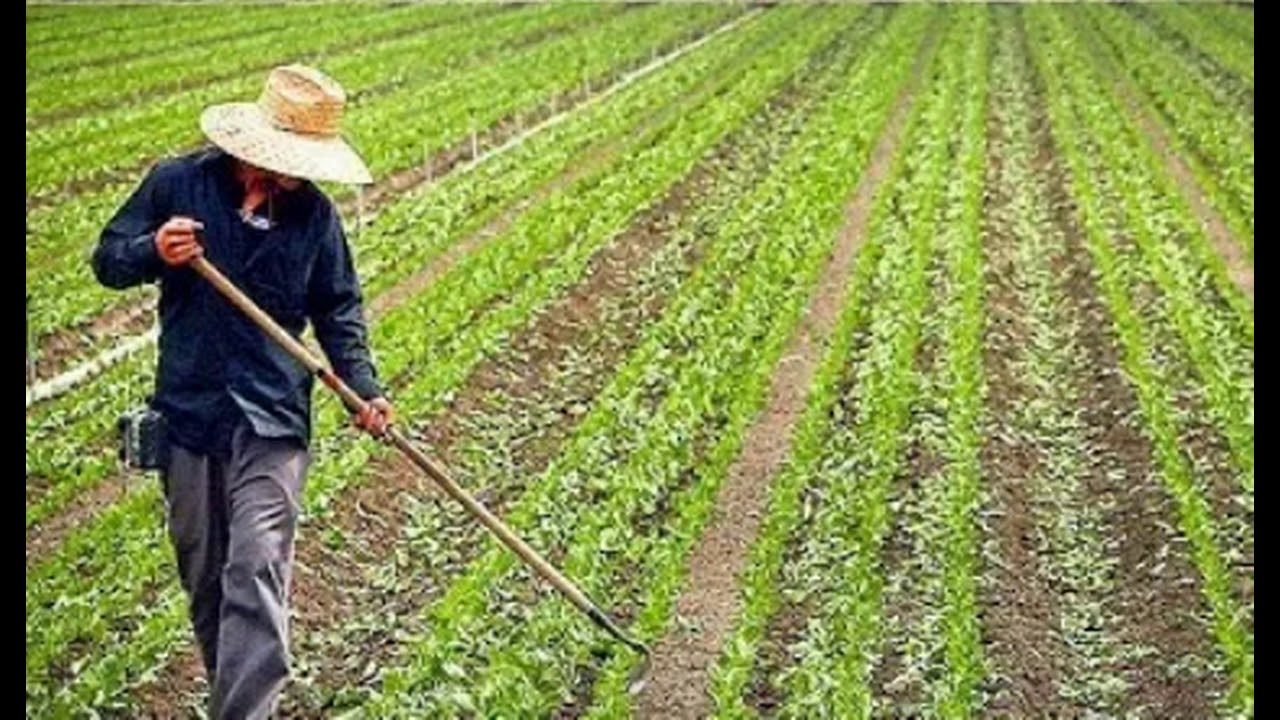 Mountains of Unsold Vegetables 'Rot In The Sun' Due to Restaurant Closures