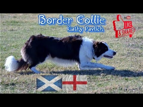 Border Collie - Kathy Pavlich | HOD #5