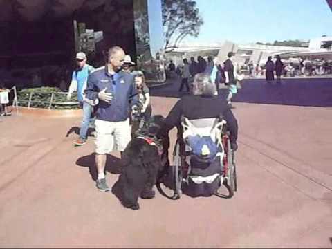 Service Dog Training at Disney World - Kim and Duncan