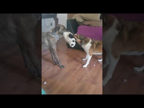 This is a funny dog video of our two rescue dogs playing tug of war over a pillow pet.