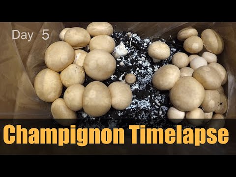 🍄 Mushroom (Champignon) Grow Timelapse | thegospelvideo.com