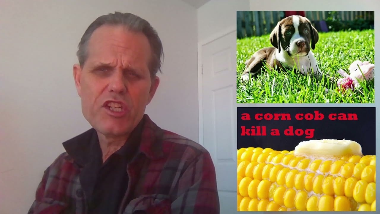 A CORN COB CAN KILL A DOG