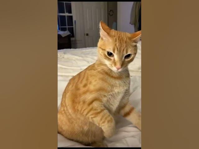 Orange Cat Meme *vine boom*