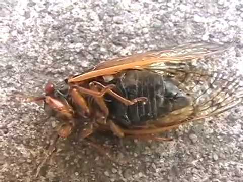 17 year Cicada hatch in PA.mpg