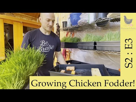 GROWING CHICKEN FODDER. How we are doing it!
