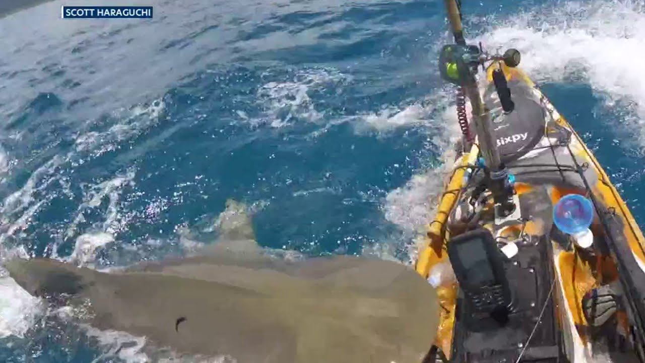 Video shows shark attacking kayak off coast of Hawaii