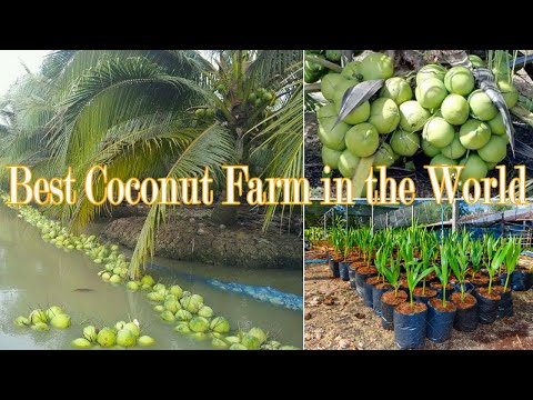 Golden idea How to Plant Coconut Tree - Coconut Farming and Harvesting - Agriculture Technology