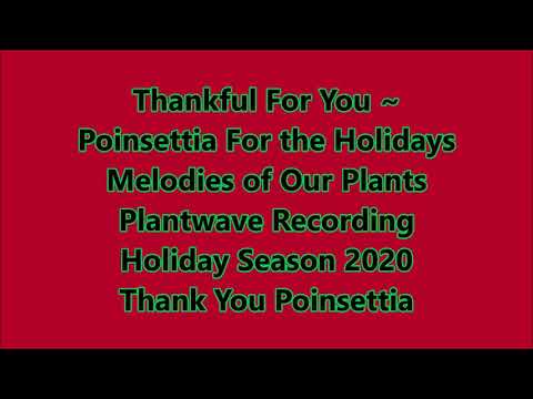 Thankful For You ~ Poinsettia For the Holidays