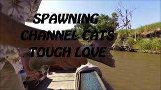 CHANNEL CATFISHING  DURING THE SPAWN.