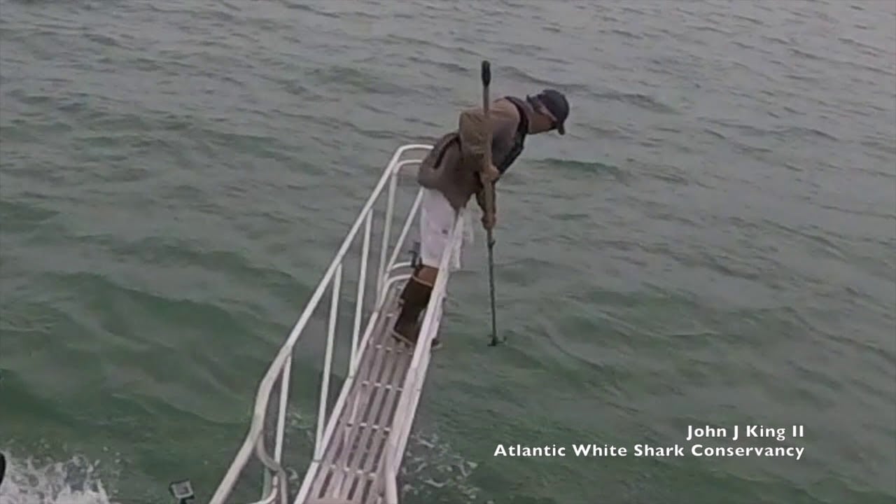 White shark surprise breach off Wellfleet, MA (7/30/18)